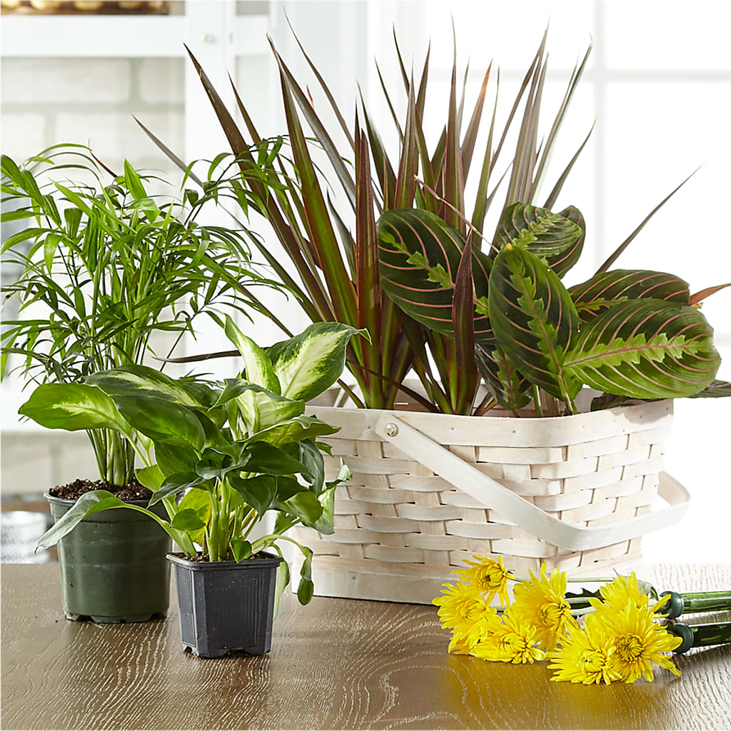Florist Designed Blooming and Green Plants in a Basket – Emotional Bonding, Niles IL
