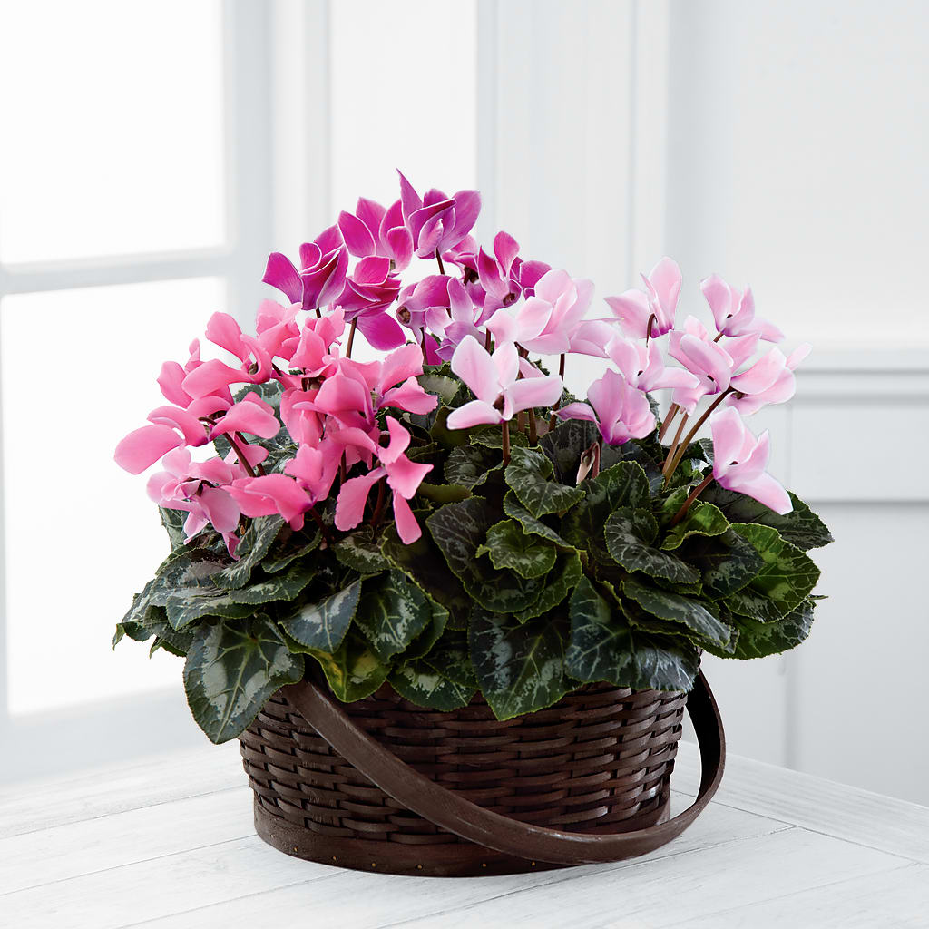 Mixed Cyclamen Planter – Emotional Bonding, Niles IL