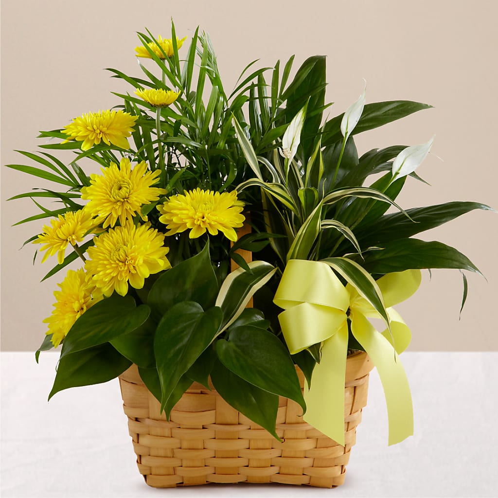 Loving Light Dishgarden – Emotional Bonding, Niles IL