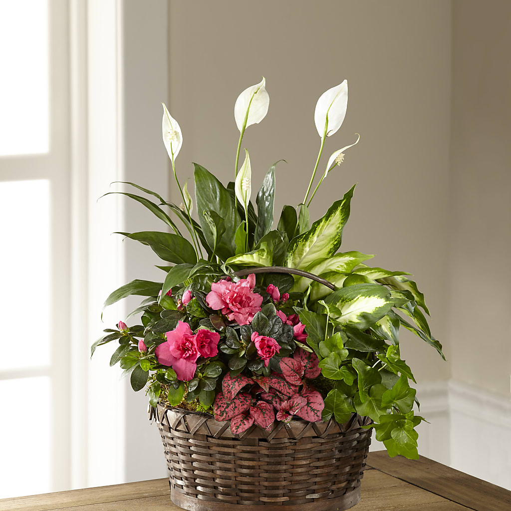 Dream in Pink Dishgarden – Emotional Bonding, Niles IL