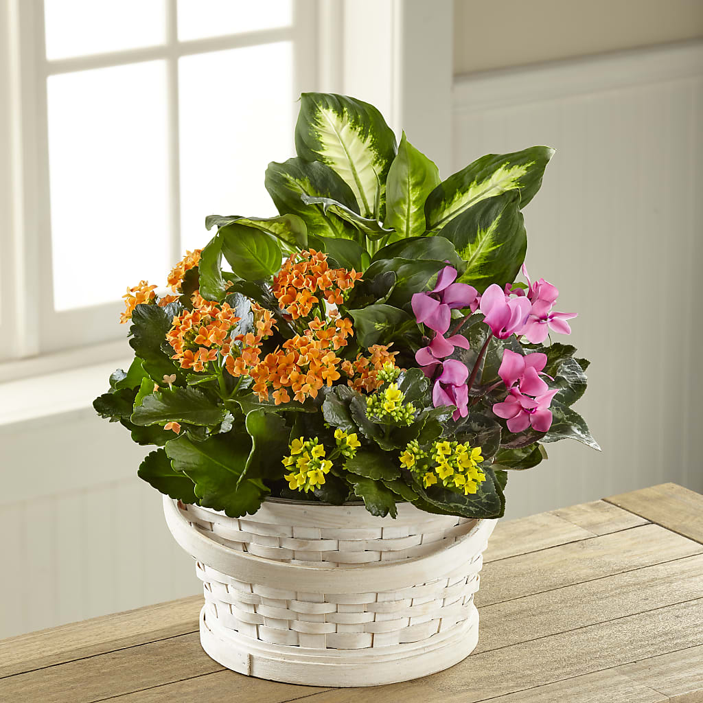 Color Crush Dishgarden – Emotional Bonding, Niles IL