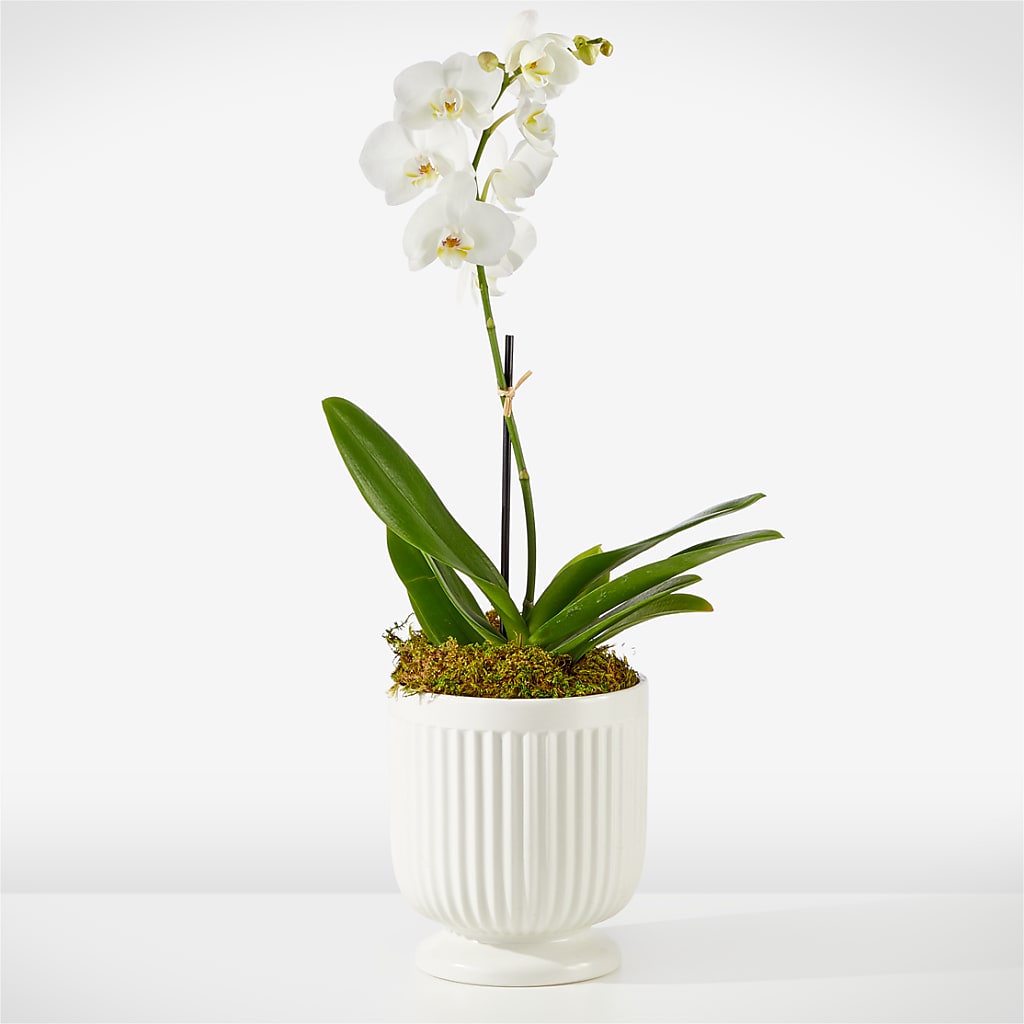 Whispering White Orchid – Emotional Bonding, Niles IL