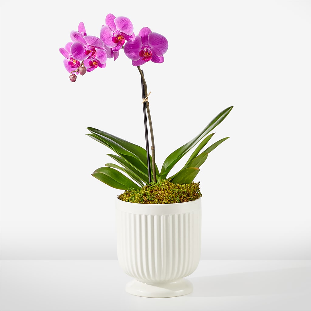 Friendly Fuchsia Orchid – Emotional Bonding, Niles IL