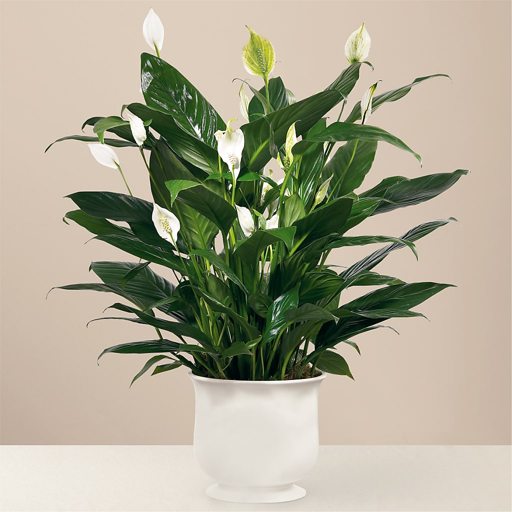 Comfort Planter – Emotional Bonding, Niles IL