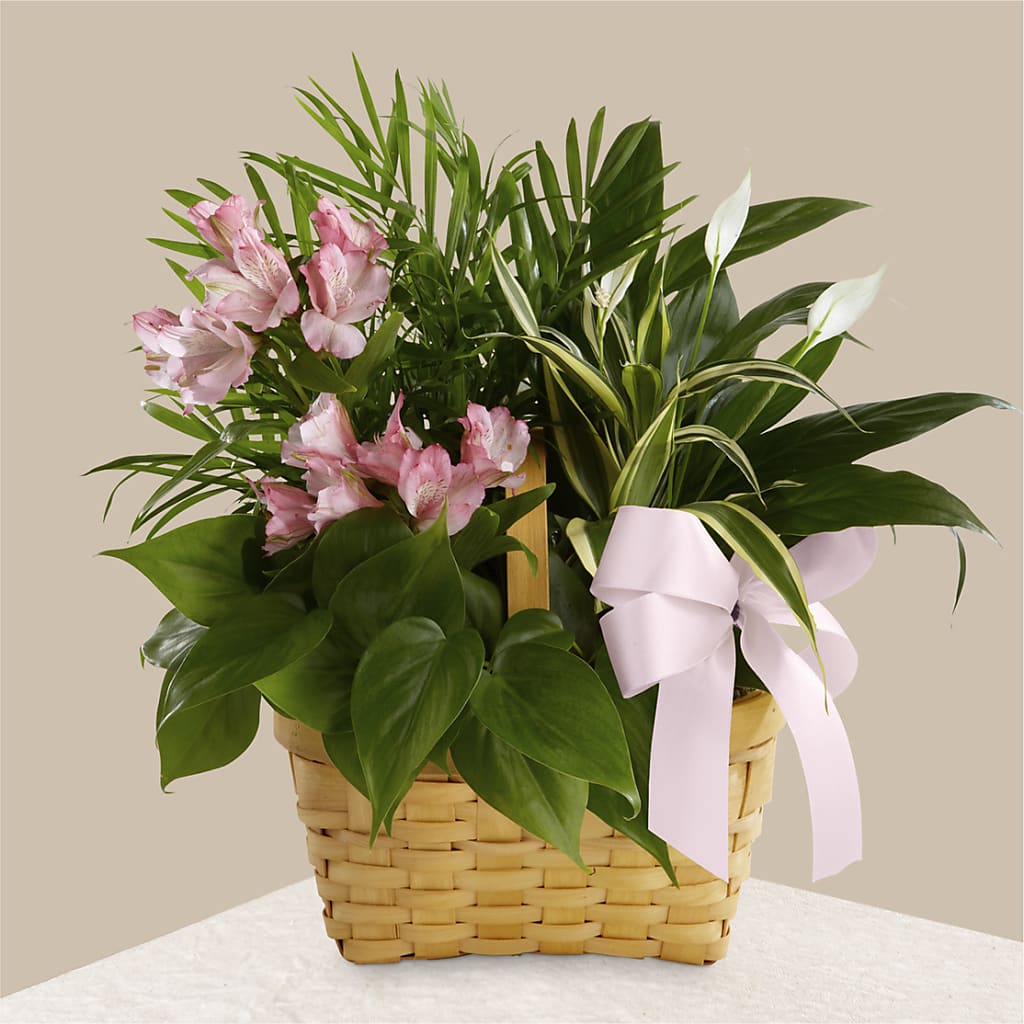 Living Spirit Dishgarden – Emotional Bonding, Niles IL