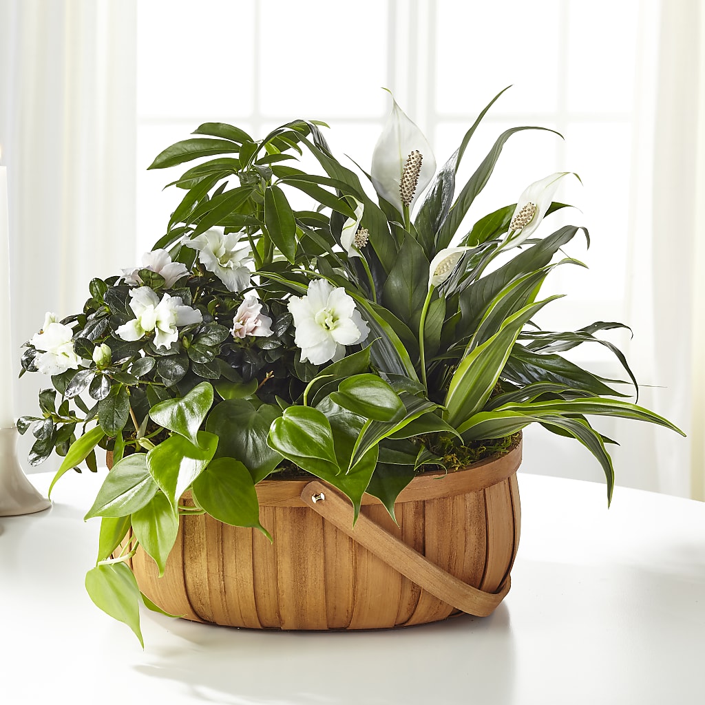 Serene Dishgarden – Emotional Bonding, Niles IL