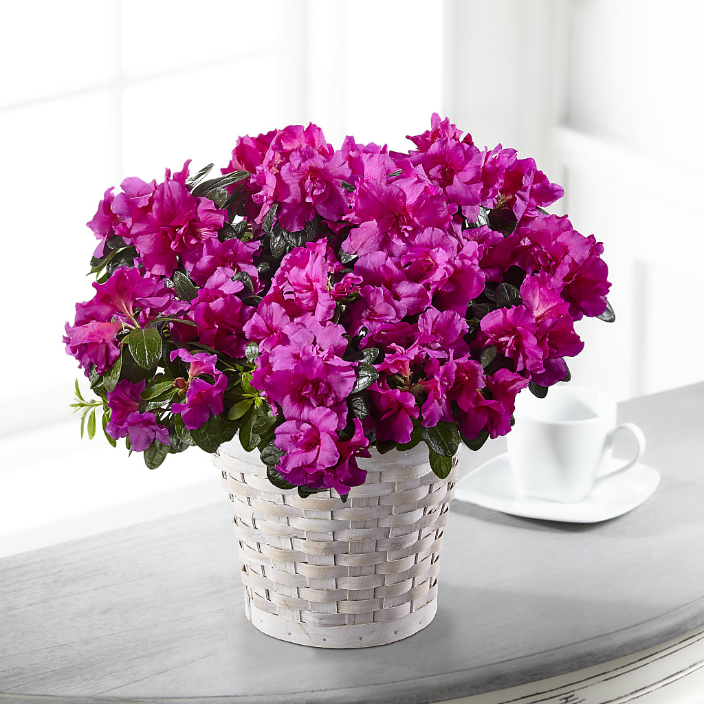 Hope & Serenity Azalea Plant – Emotional Bonding, Niles IL