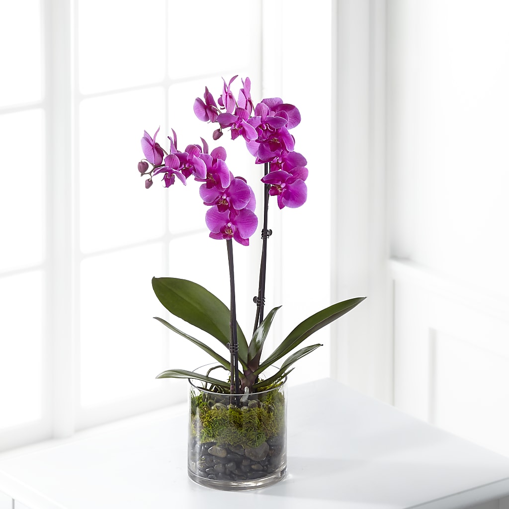 Pink Orchid Plant – Emotional Bonding, Niles IL
