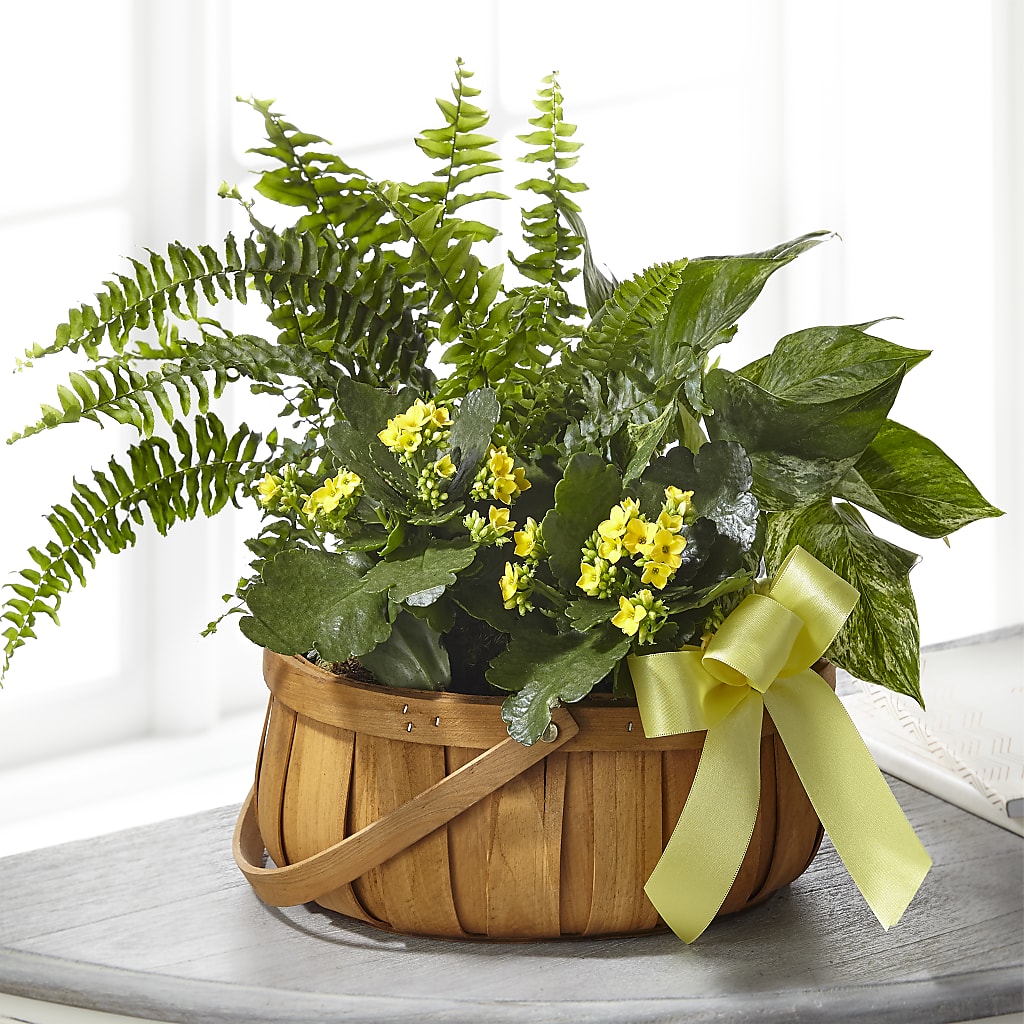 Always Dear Dishgarden – Emotional Bonding, Niles IL