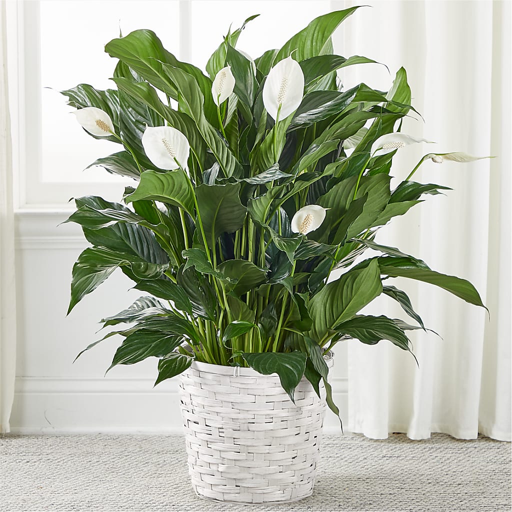 A New Leaf Peace Lily – Emotional Bonding, Niles IL