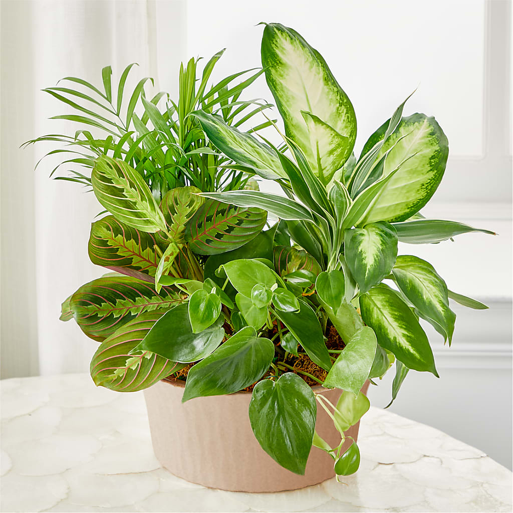 Balance & Harmony Dishgarden – Emotional Bonding, Niles IL