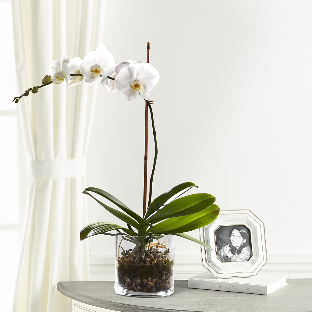 White Orchid Planter – Emotional Bonding, Niles IL