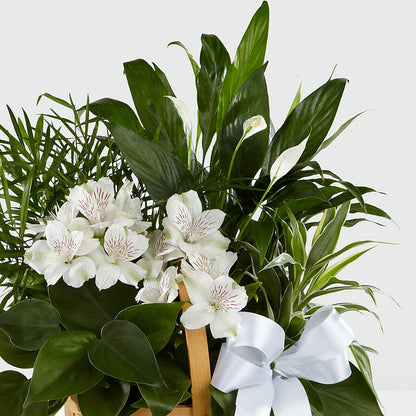 Peace & Serenity Dishgarden –  Emotional Bonding, Niles IL