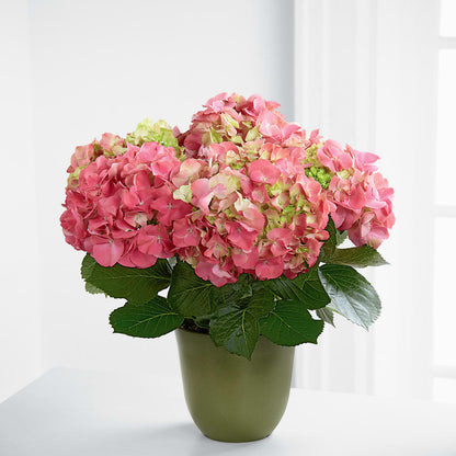 Pink Hydrangea Planter –  Emotional Bonding, Niles IL