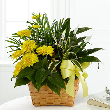 Loving Light Dishgarden –  Emotional Bonding, Niles IL