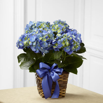 Blue Hydrangea Planter –  Emotional Bonding, Niles IL