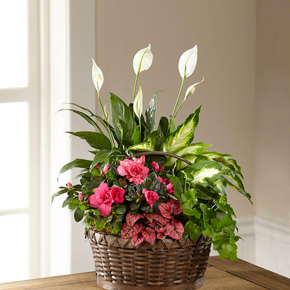 Dream in Pink Dishgarden –  Emotional Bonding, Niles IL