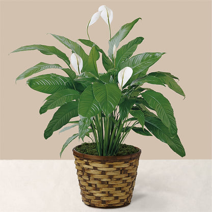 Tranquil Moments Peace Lily Plant –  Emotional Bonding, Niles IL