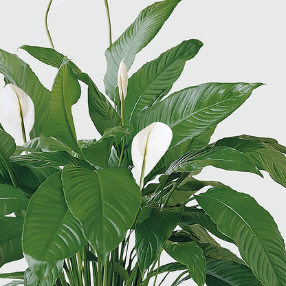Tranquil Moments Peace Lily Plant –  Emotional Bonding, Niles IL