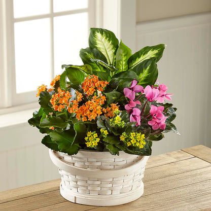 Color Crush Dishgarden –  Emotional Bonding, Niles IL