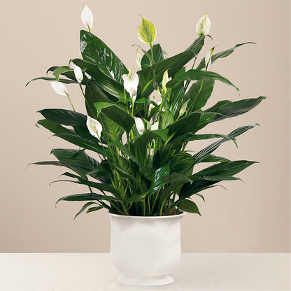Comfort Planter –  Emotional Bonding, Niles IL