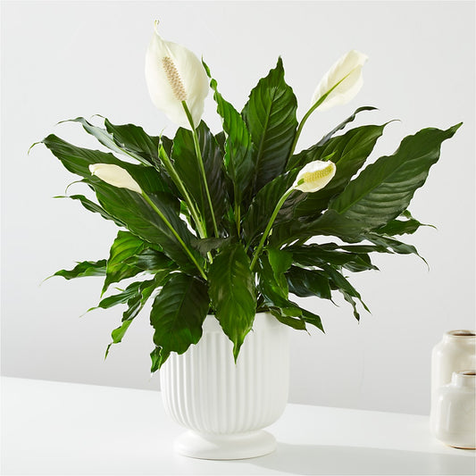 Comfort Planter –  Emotional Bonding, Niles IL