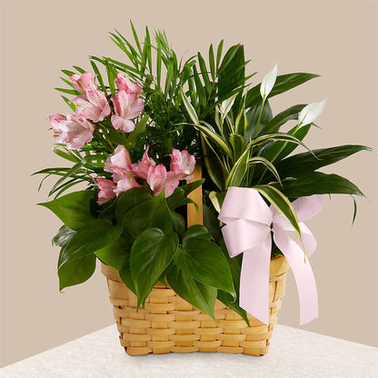 Living Spirit Dishgarden –  Emotional Bonding, Niles IL