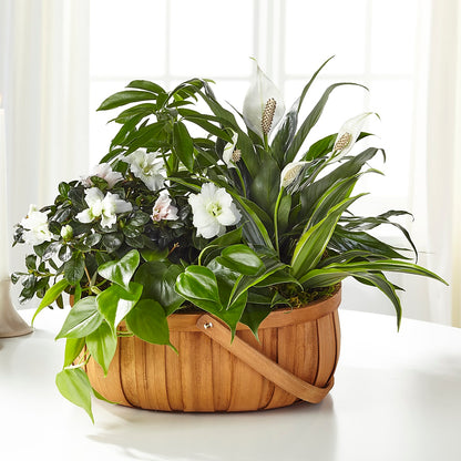 Serene Dishgarden –  Emotional Bonding, Niles IL