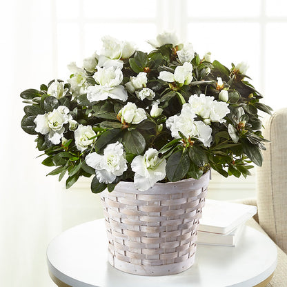 White Azalea Plant –  Emotional Bonding, Niles IL