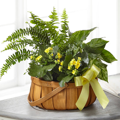 Always Dear Dishgarden –  Emotional Bonding, Niles IL