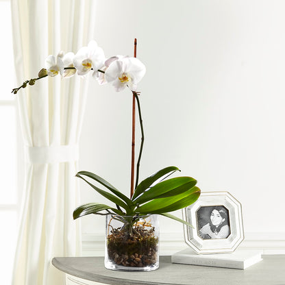 White Orchid Planter –  Emotional Bonding, Niles IL
