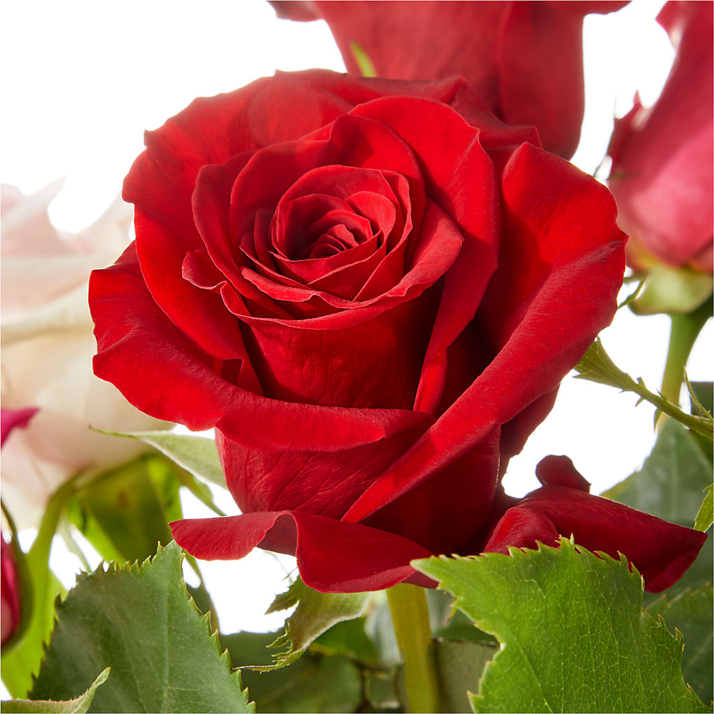 Love Notes Rose Bouquet –  Emotional Bonding, Niles IL