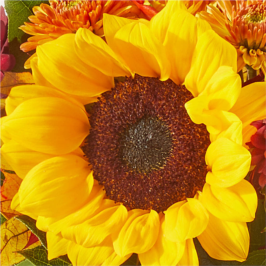 Sunny Side Bouquet –  Emotional Bonding, Niles IL