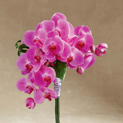 Glorious Bouquet –  Emotional Bonding, Niles IL